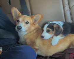 The star shared a picture of her dogs in her November 2022 post.